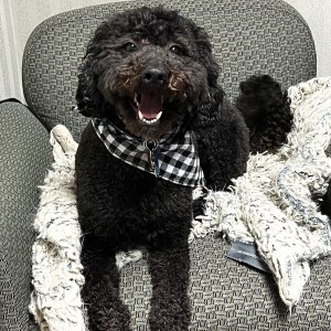 Daisy - Office Mascot