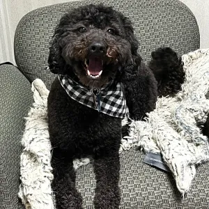 Daisy - Office Mascot