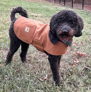 Daisy - Office Mascot outside